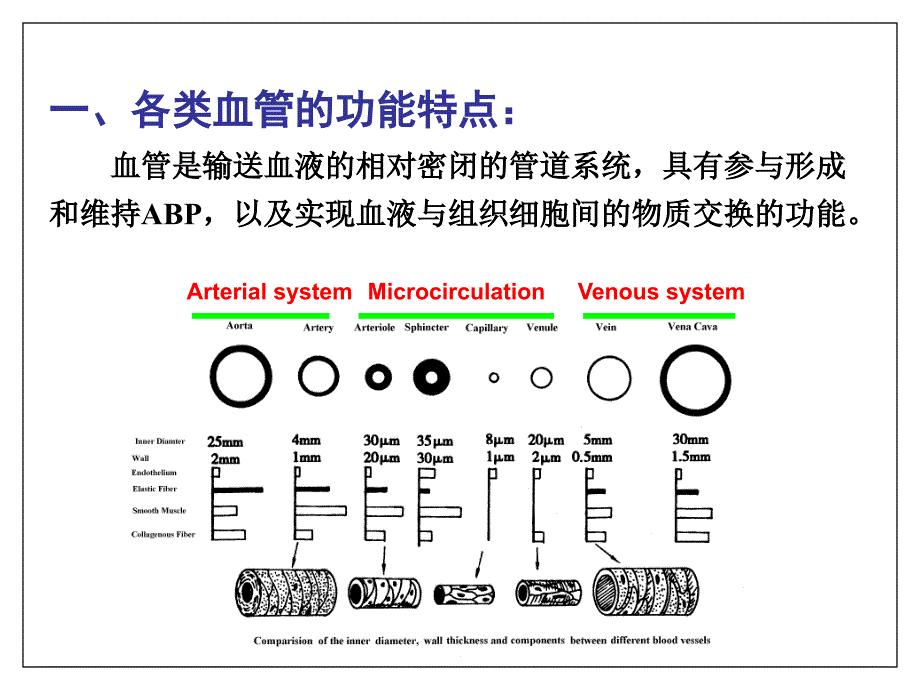 生理学循环血管与调节_第2页