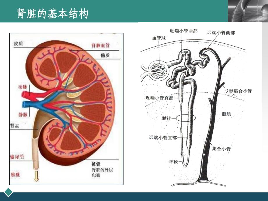 肾功能检查(2)详解_第4页