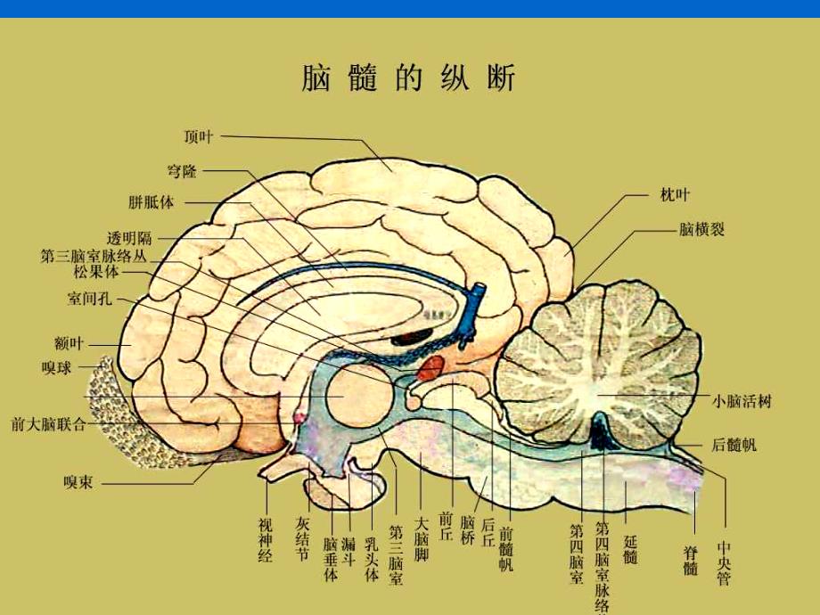 实习八-神经系统器官形态结构观察一、目的：1、了解脑的基本结_第4页