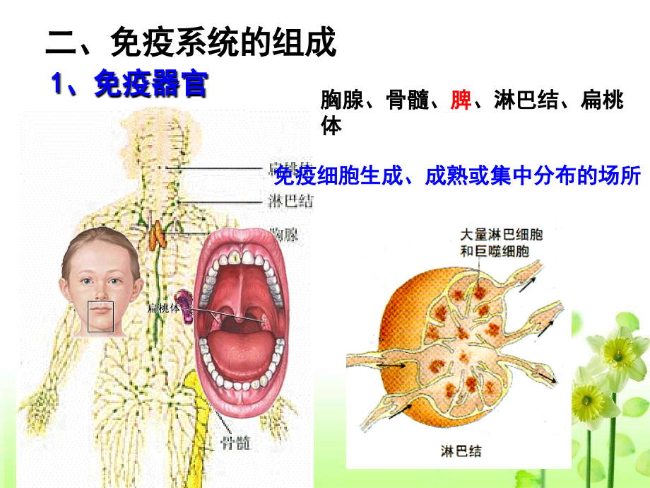 讲免疫调节_第2页