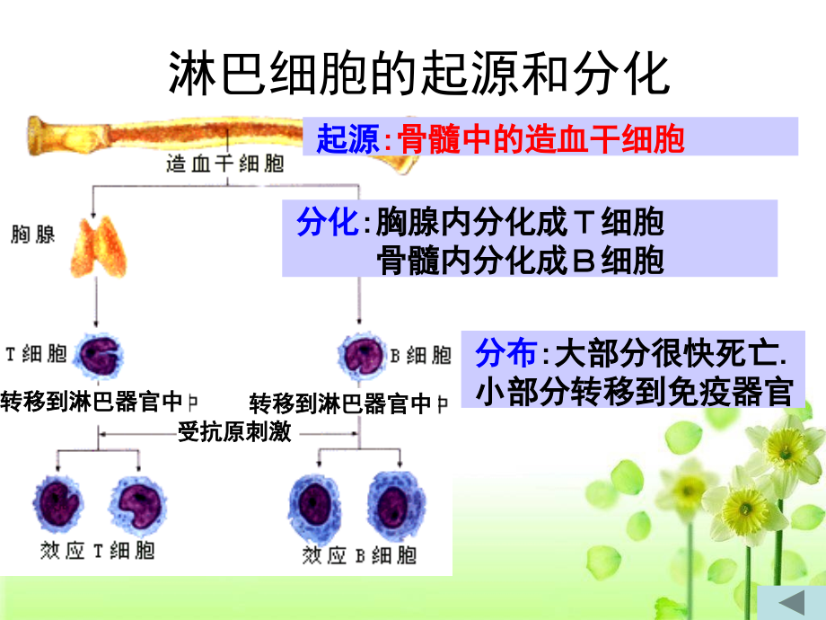 讲免疫调节_第4页