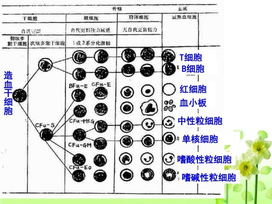 讲免疫调节_第5页