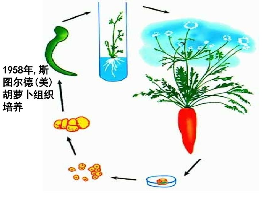 生物：22《植物的克隆》课件(浙科版选修3)_第2页