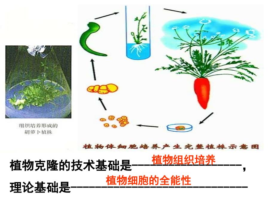 生物：22《植物的克隆》课件(浙科版选修3)_第3页