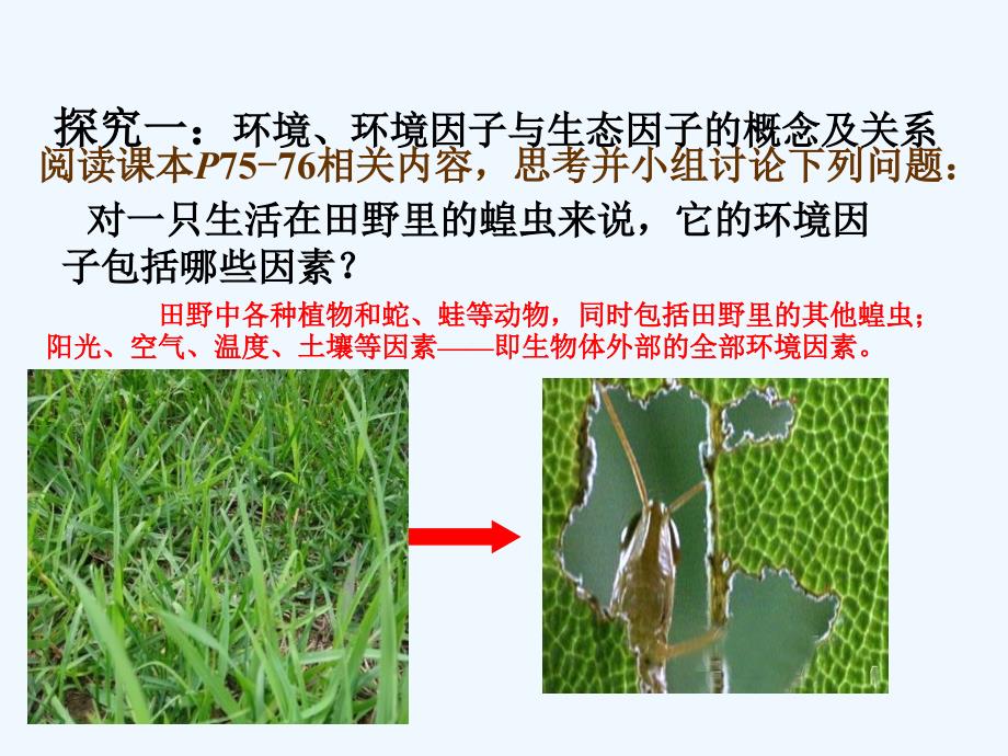 《生物与环境构成生态系统》课件2_第4页