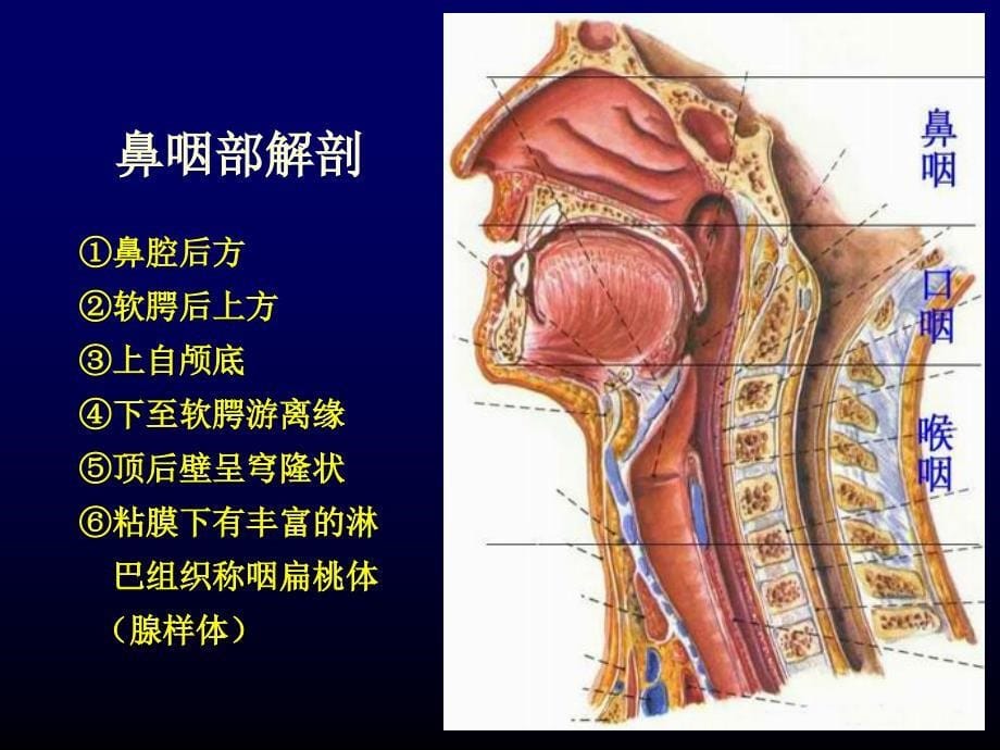 鼻咽癌影响诊断及咽旁间隙解剖及tnm分期_第5页