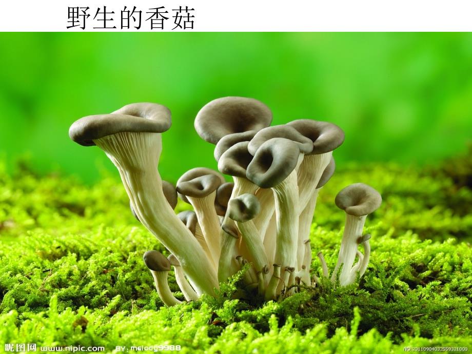 儿童画蘑菇_第4页