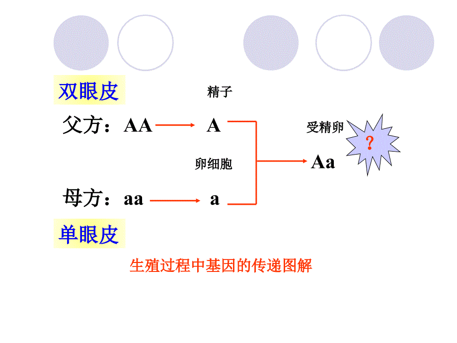 人教新课标版初中八下2[1]3基因的显性和隐性课件1_第3页