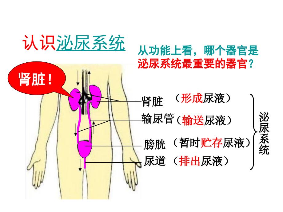 人体内废物的排出-(共25张)_第4页