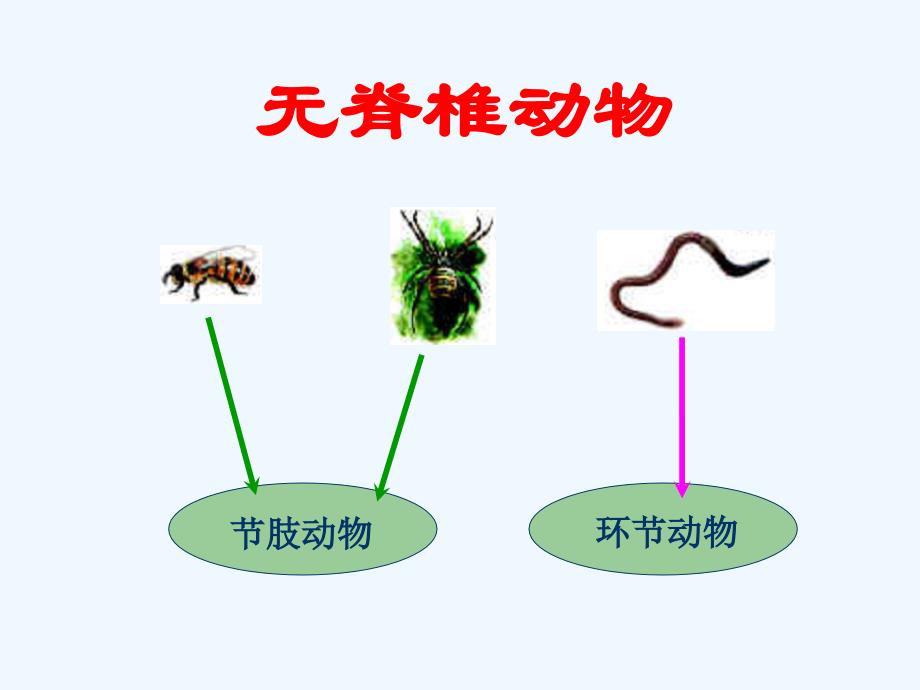 动物的分类-1_第3页