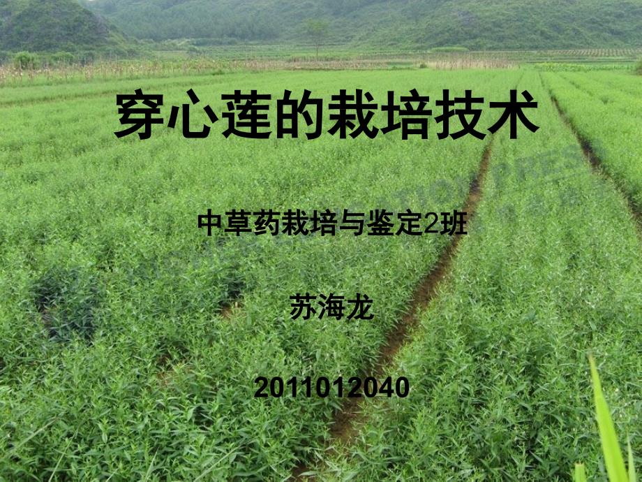 药用植物栽培学ppt_第1页