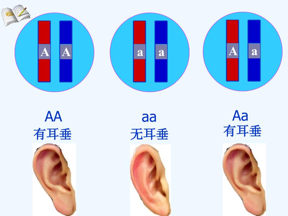 性状表现决定于基因组成_第2页