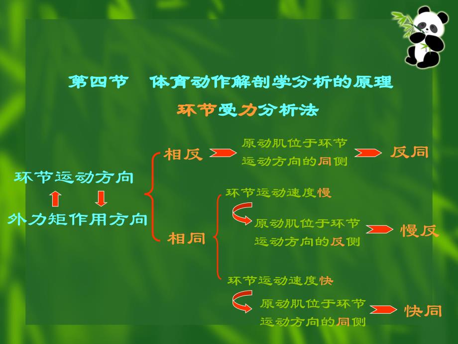 体育动作解剖学分析课件1_第3页