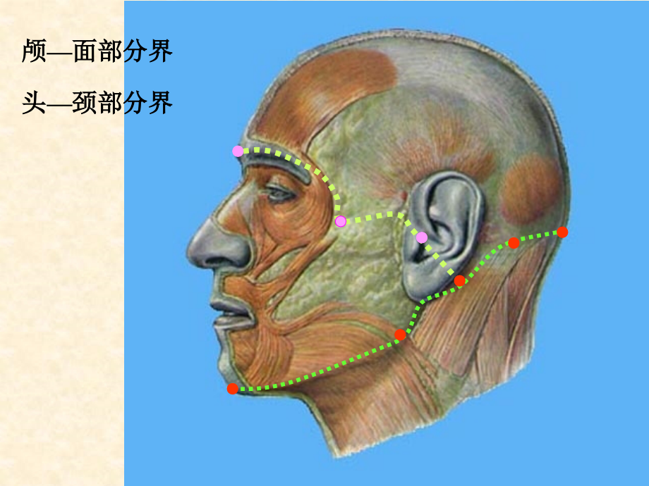 头部部局解口腔颌面外科解剖_第2页