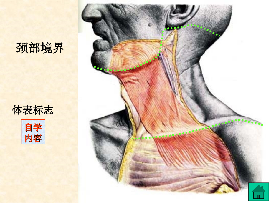 头部部局解口腔颌面外科解剖_第3页