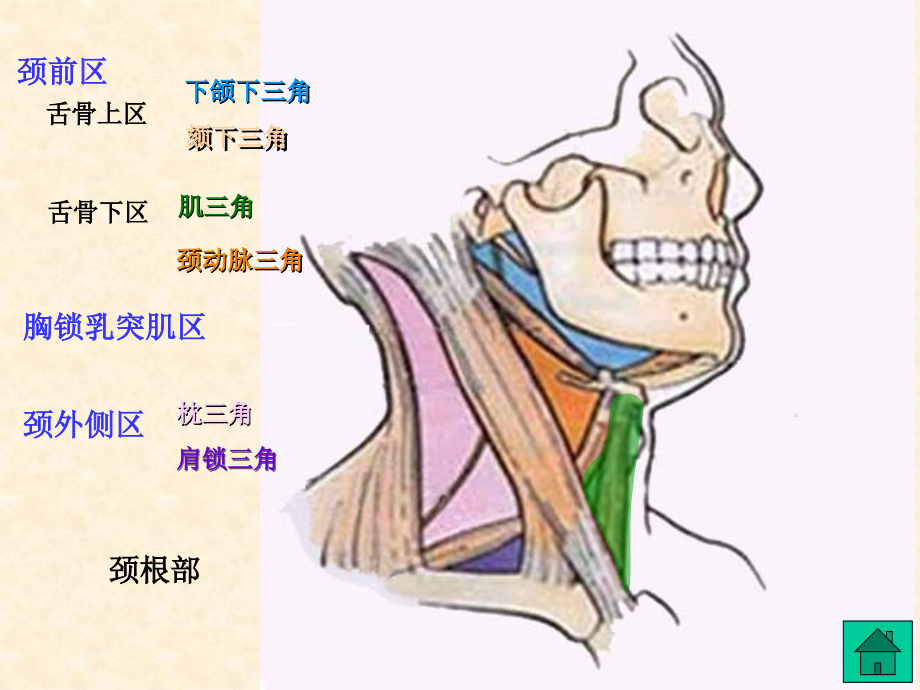 头部部局解口腔颌面外科解剖_第4页