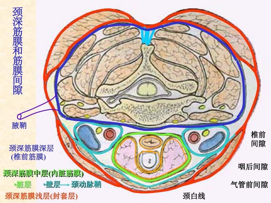 头部部局解口腔颌面外科解剖_第5页