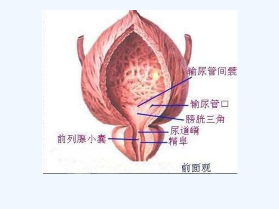 膀胱示意图_第2页