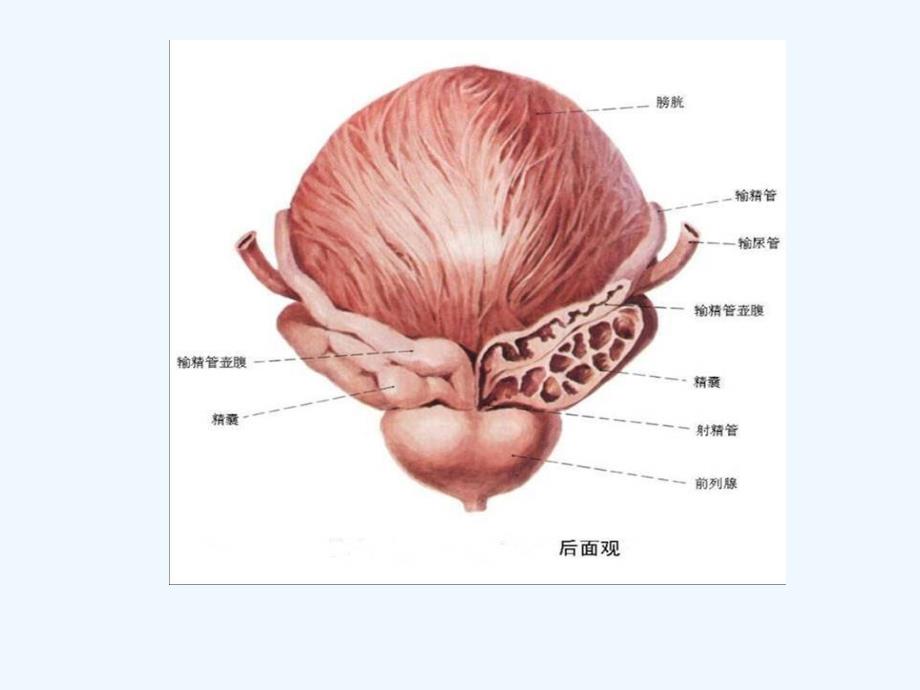 膀胱示意图_第3页