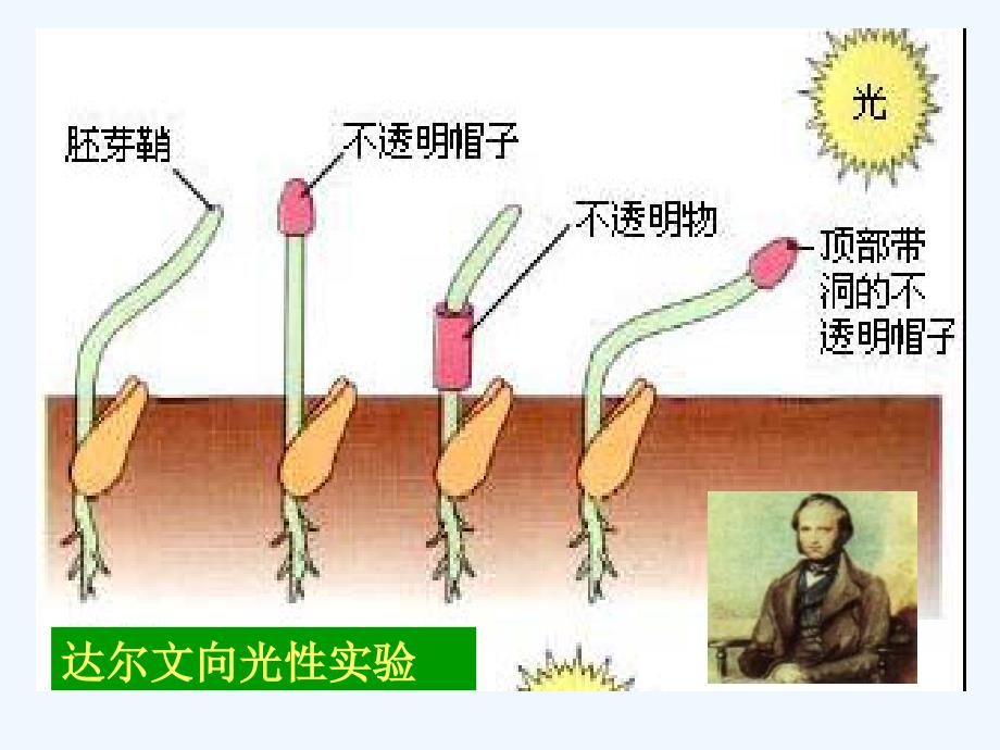 观察植物的向光性_第3页