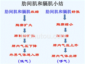 肋间肌和膈肌小结