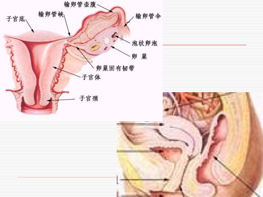 中西医结合子宫内膜及生殖器其他部位的周期性变化_第4页