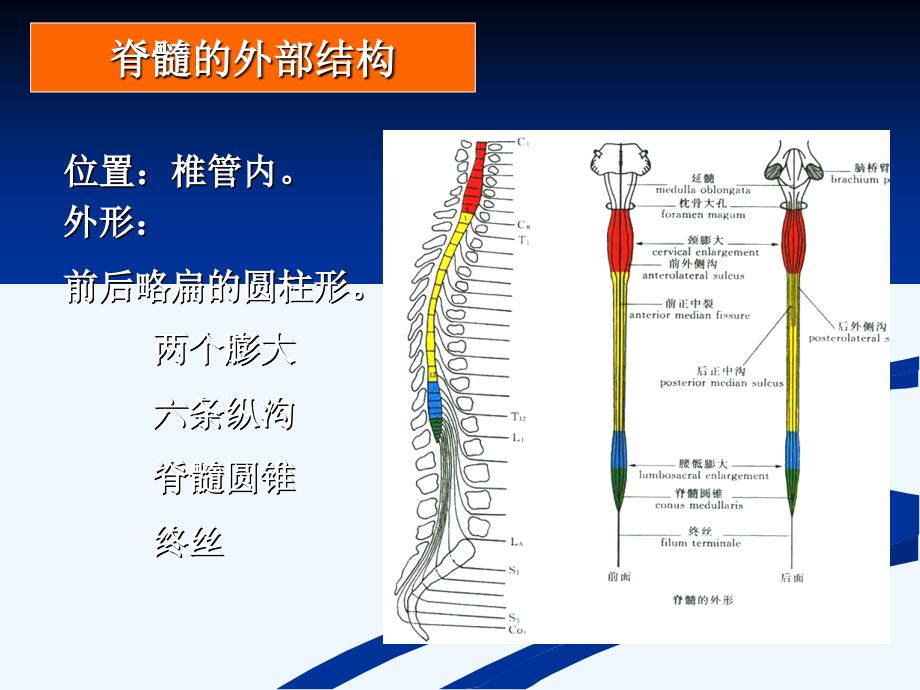 脊髓结构_第2页