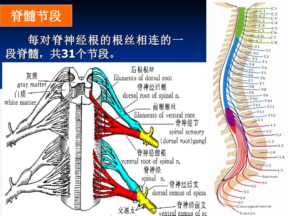 脊髓结构_第3页