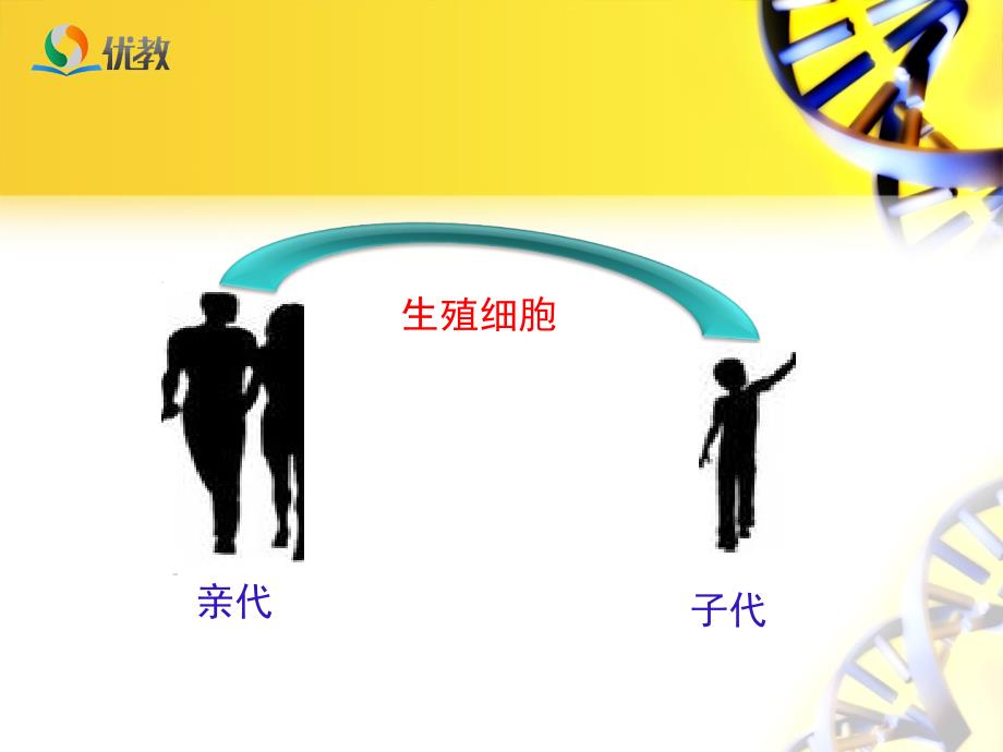 《基因在亲子代间的传递》授课课件_第3页