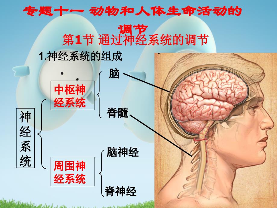 2011届高考生物一轮复习课件：专题十一-动物和人体生命活动的调节_第1页