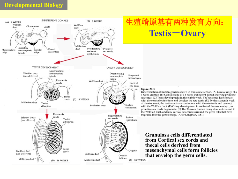 发育生物学7-性别决定_第4页