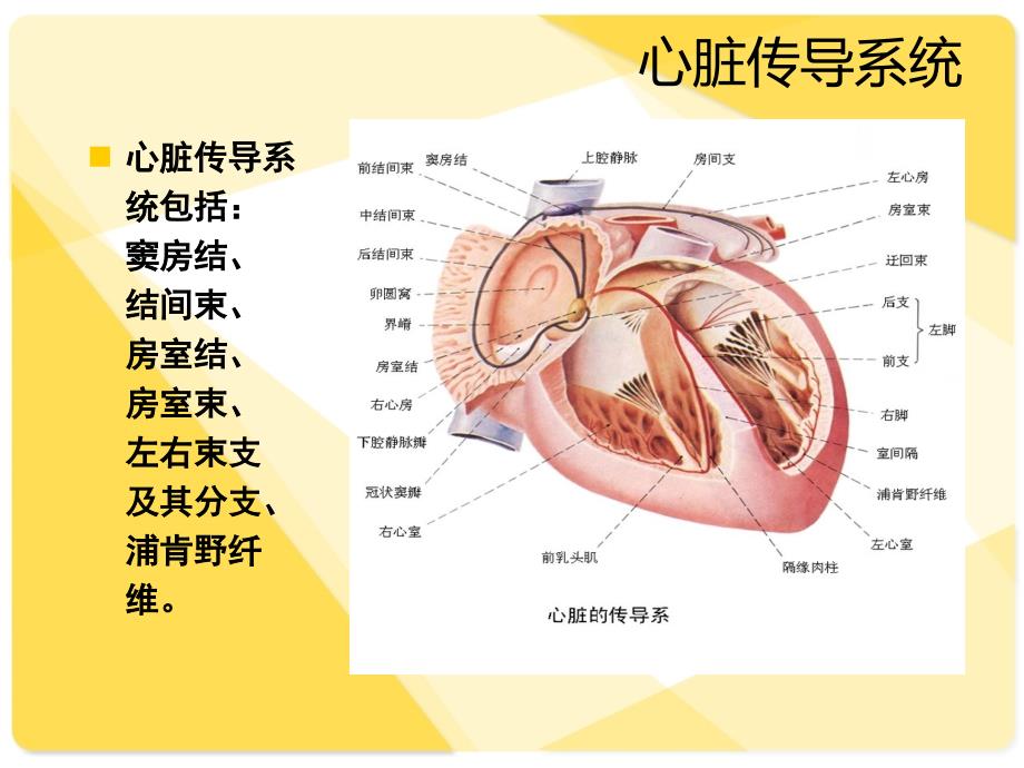 房室传导阻滞教学查房_第2页