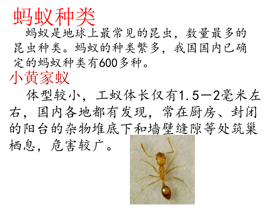 蚂蚁结构图_第4页