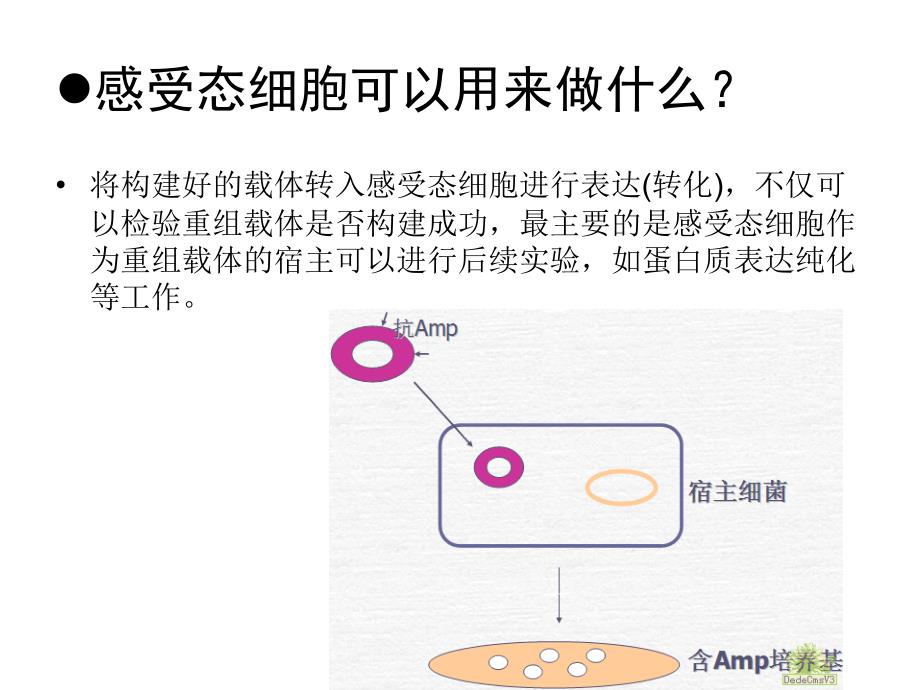 感受态细胞及其制备_第4页