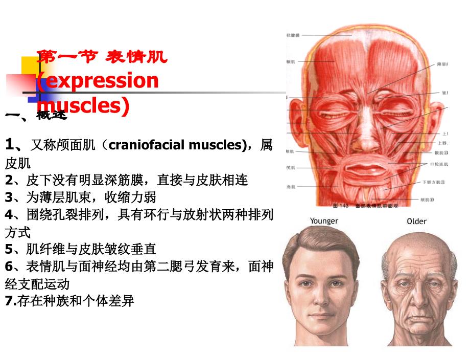 表情肌及咀嚼肌_第3页