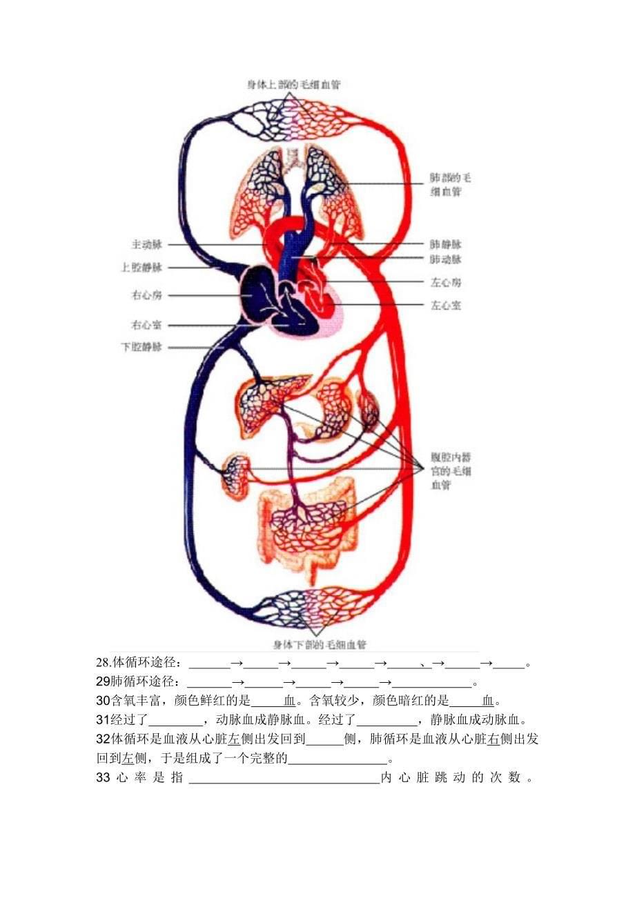 初一生物下册重点图_第5页