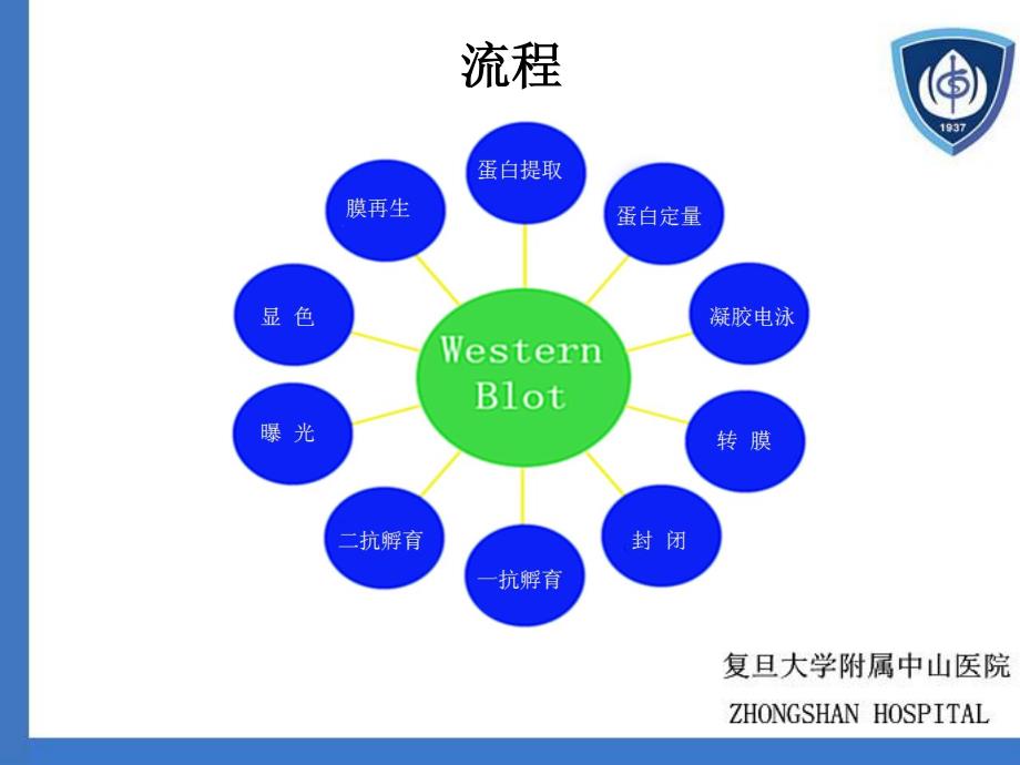 western blot基本原理及操作_第3页