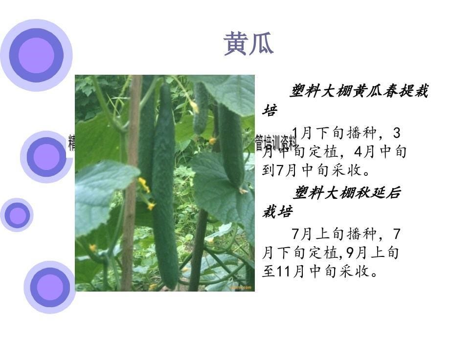 浅述蔬菜生产计划_第5页