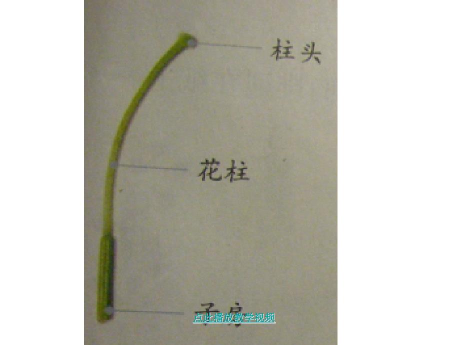 教科版小学科学四年级下册第二单元花果实种子课件_第2页