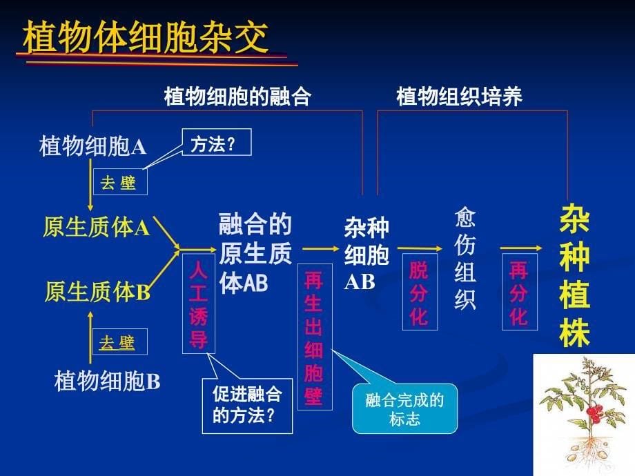 高中生物动物细胞融合与单克隆抗体课件_第5页