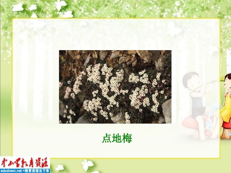 六年级西师大版六年级上册烂漫的点地梅课件2章节_第2页