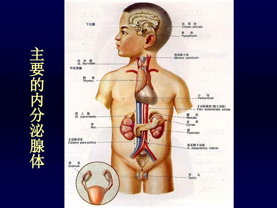 内科学课件总汇内科学内分泌总论_第4页