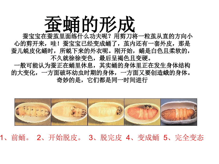 教科版科学三年级下册第二单元第二课《蚕变了新模样》_第2页