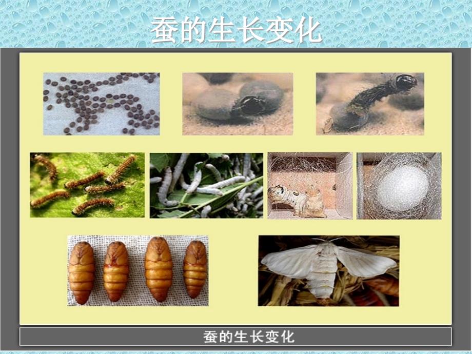 教科版三年级科学下册第二单元《蚕的生命周期》课件2_第3页