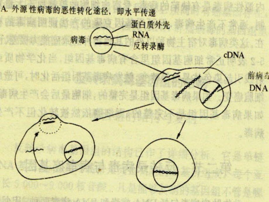 内科学课件19.白血病-孙玉华_第4页