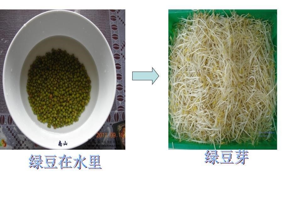 科学：好吃的豆芽_第5页