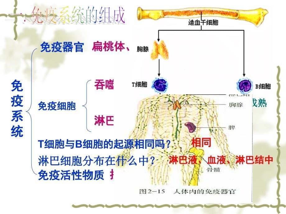 免疫调节解读_第5页