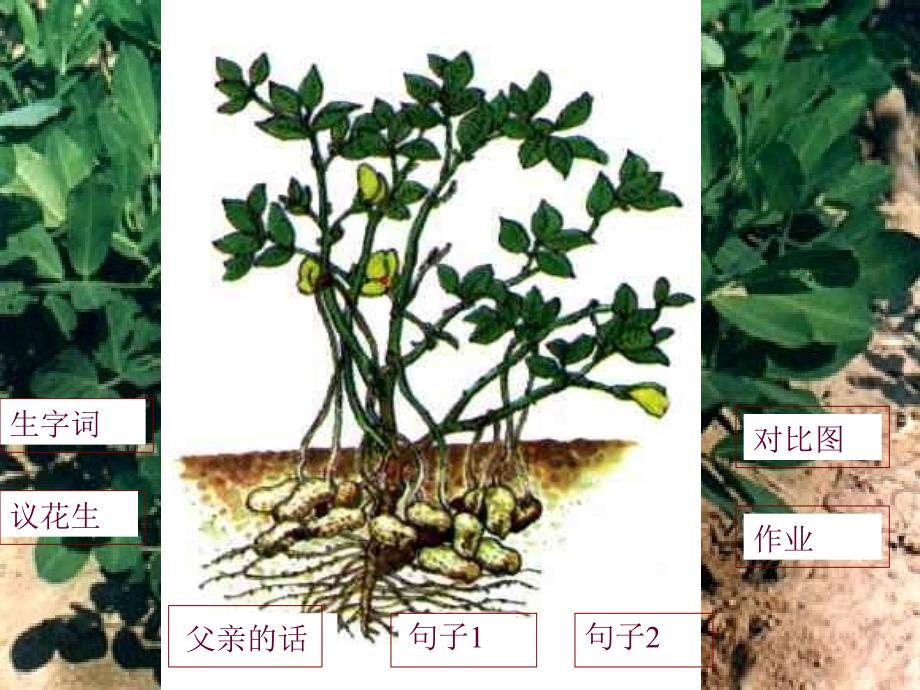 五年级课件落花生_第2页