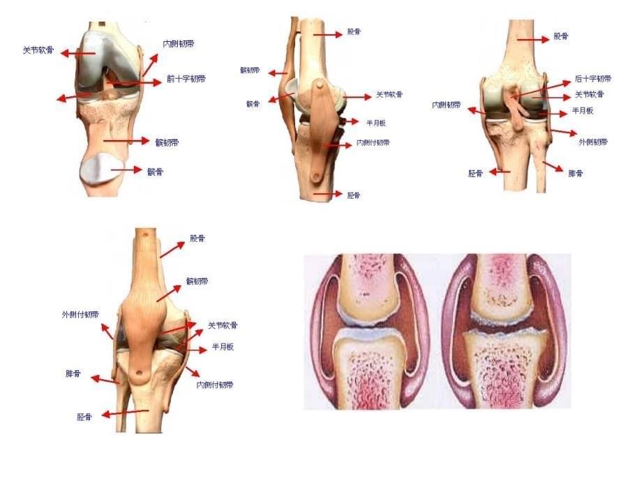 针灸治疗膝关节骨性关节炎技术_第5页