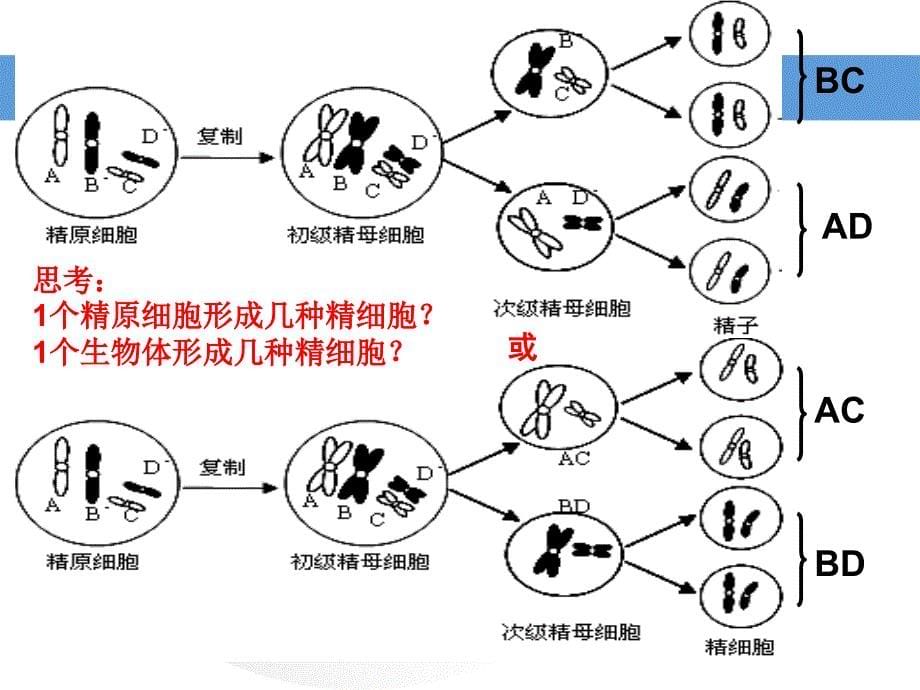 受精作用_第5页